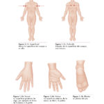 MANUAL CONCISO DE ANATOMIA DEL YOGA