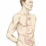 CUERPO SUTIL, EL