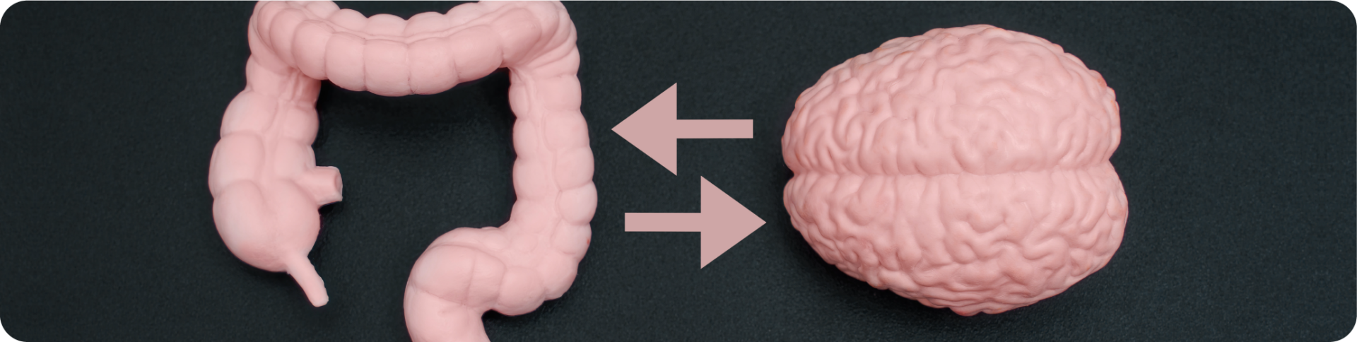Conexión intestino cerebro: clave para entender la salud mental